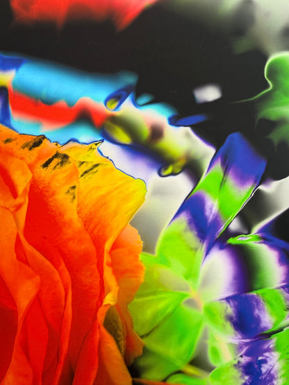 Rainbow Rose
